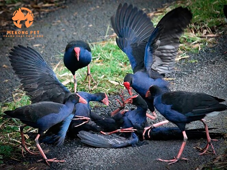 chim trích cồ mang nhiều ý nghĩa về mặt phong thủy